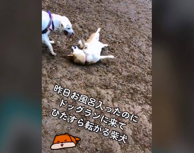 柴犬,動画
