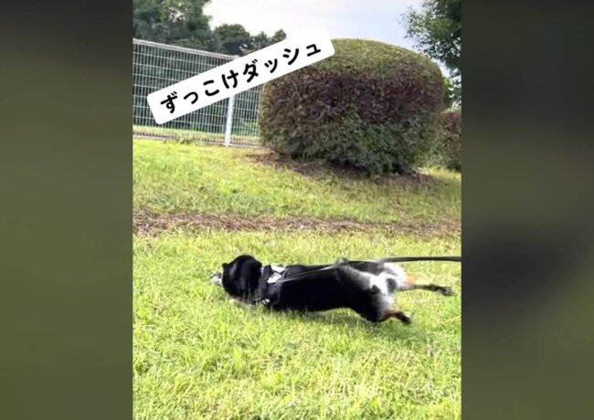 柴犬,動画
