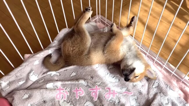 柴犬,YouTube