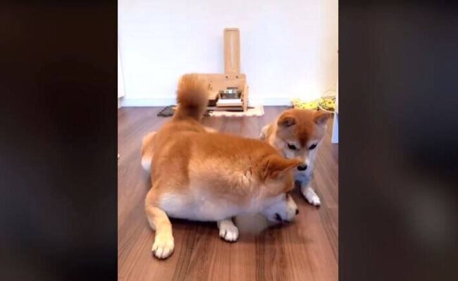 柴犬,動画