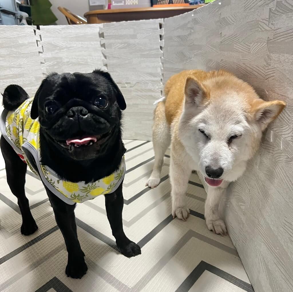 柴犬とパグ