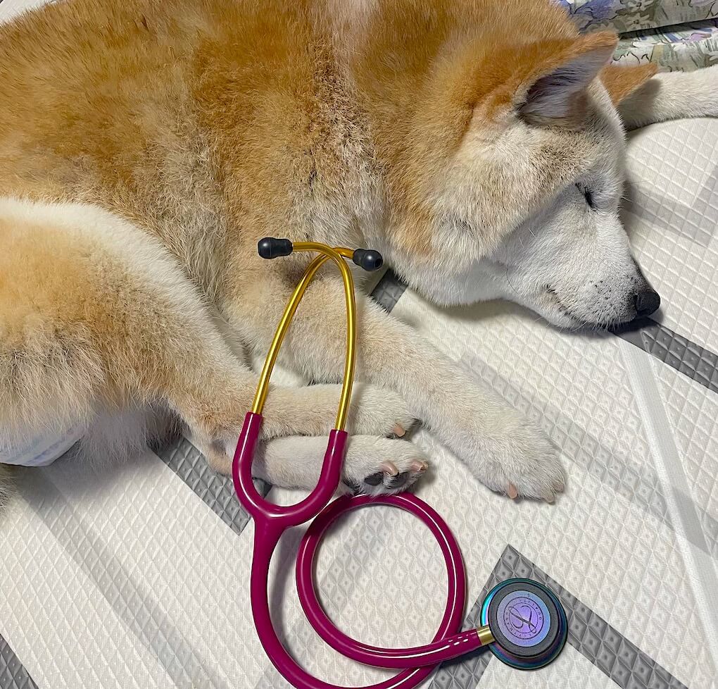 柴犬