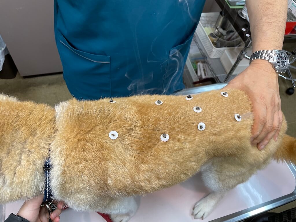 お灸をする柴犬