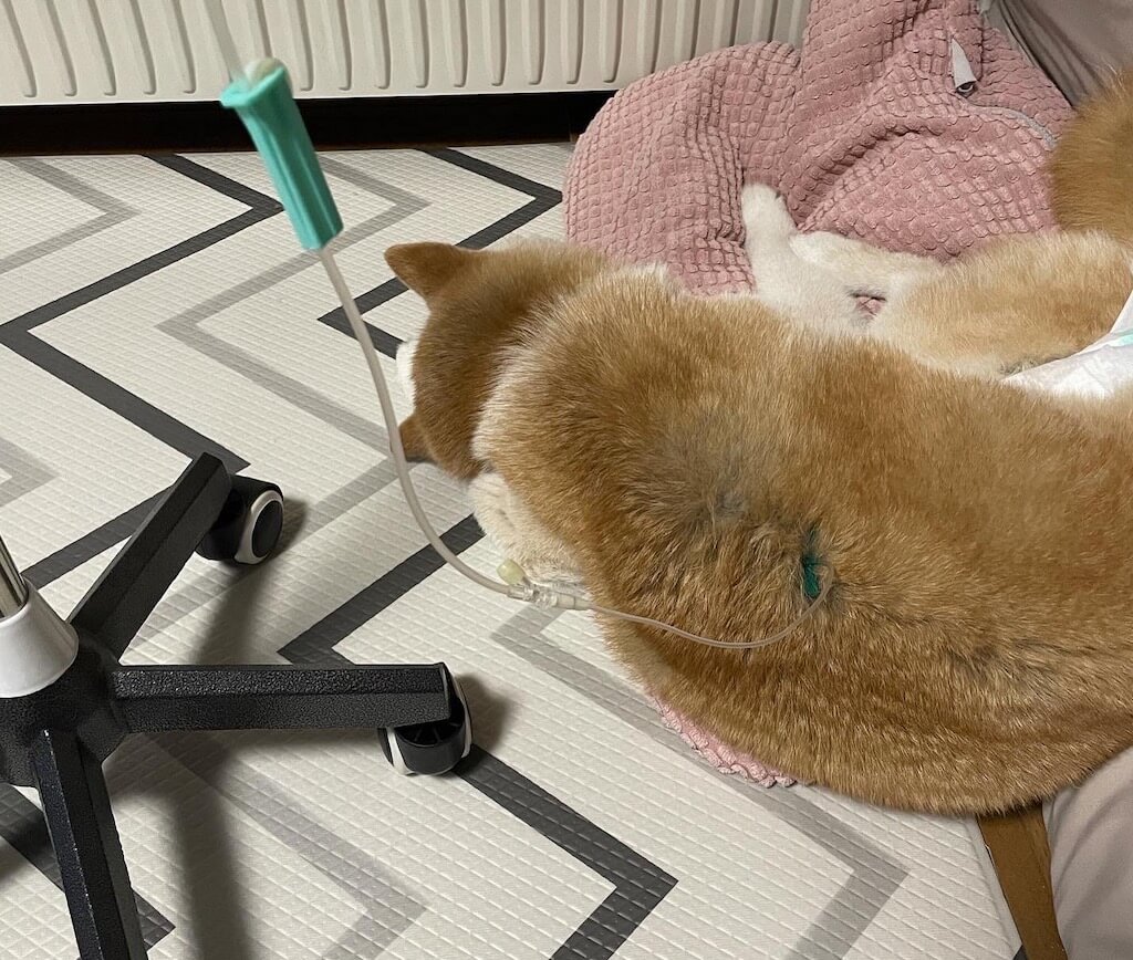 点滴をする柴犬