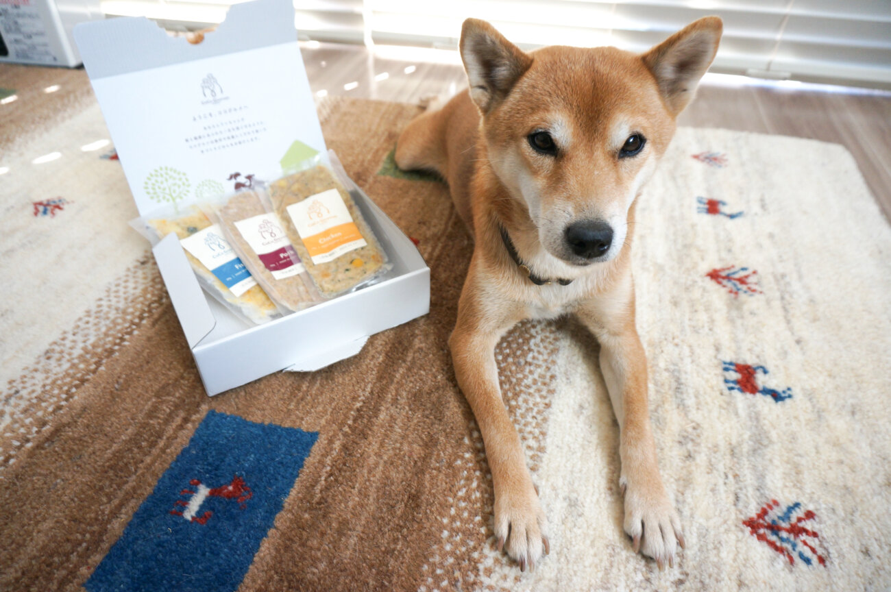 柴犬,フレッシュフード,ココグルメ