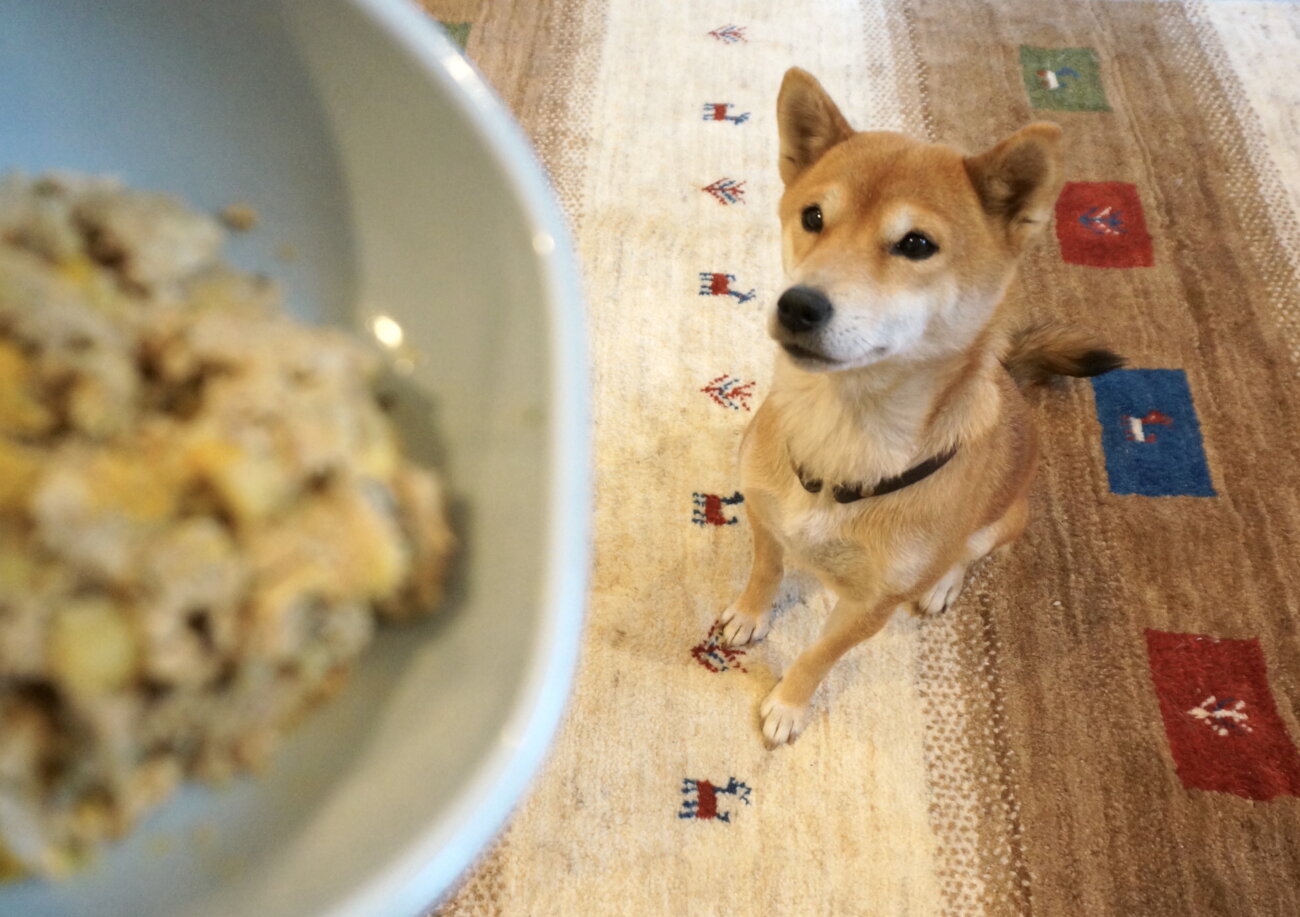 柴犬,フレッシュフード,ココグルメ