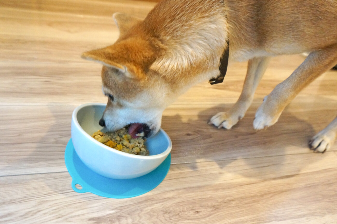 柴犬,フレッシュフード,ココグルメ