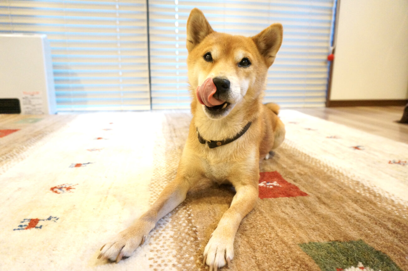 柴犬,フレッシュフード,ココグルメ