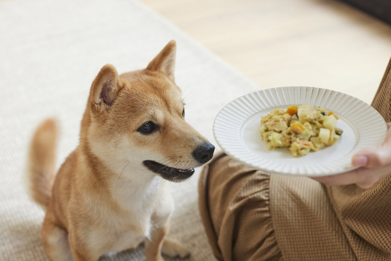 柴犬,フレッシュフード,ココグルメ