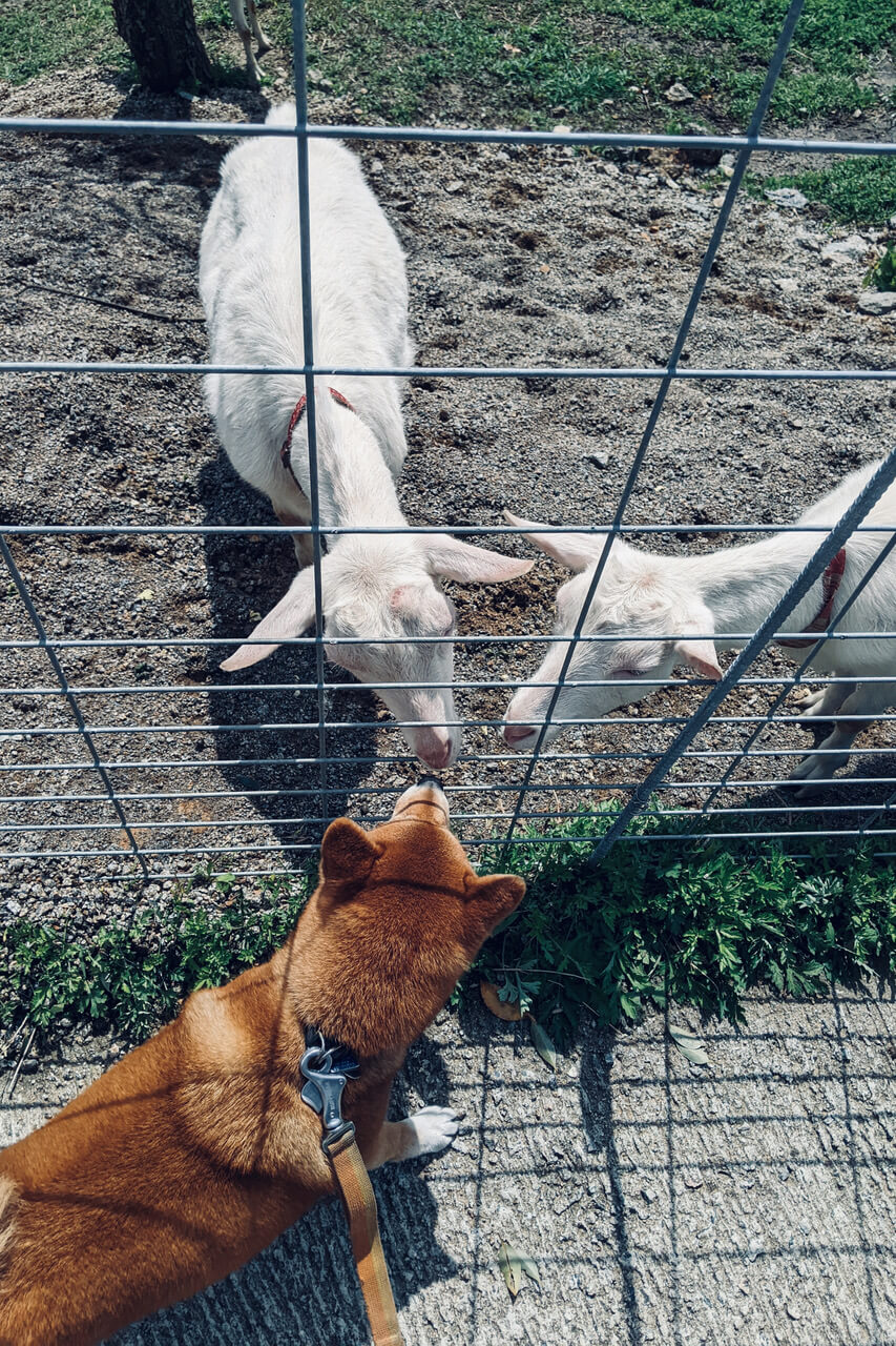 柴犬ライフ,KIKI,モデル,連載