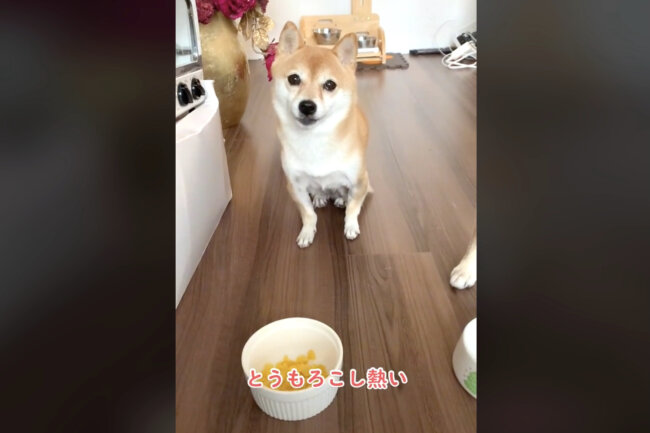 柴犬,動画