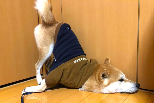 不満があります】三角定規みたいなポーズでイヤイヤする柴犬斬新すぎる