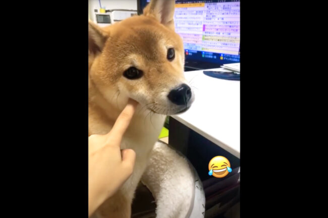 柴犬,YouTube