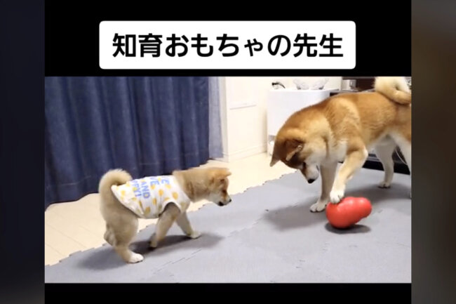 柴犬,動画