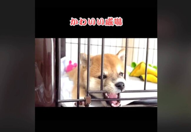 柴犬,動画