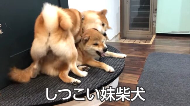 柴犬,YouTube