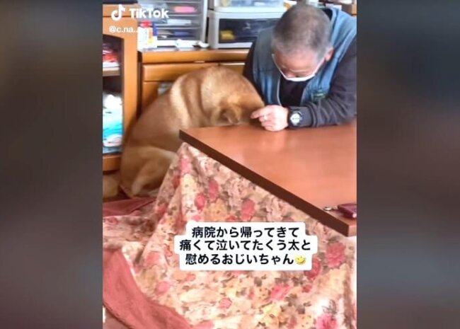 柴犬,動画