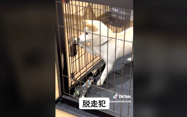 柴犬,動画