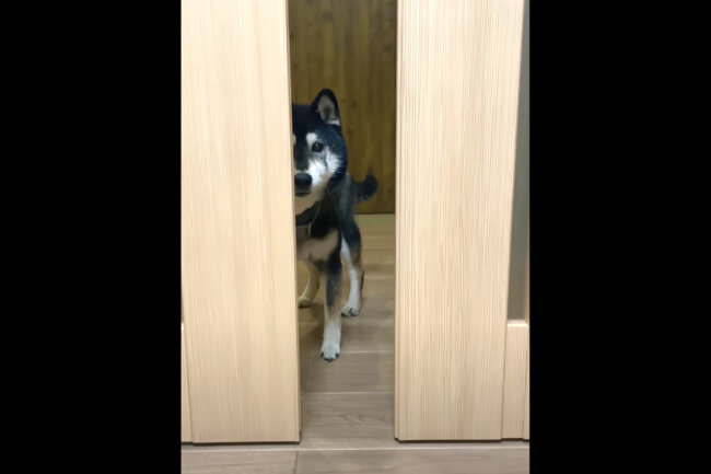 柴犬,YouTube