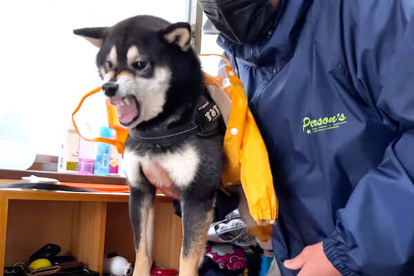 触んなやぁ！」レインコートにブチギレの柴犬となんとかなだめようと