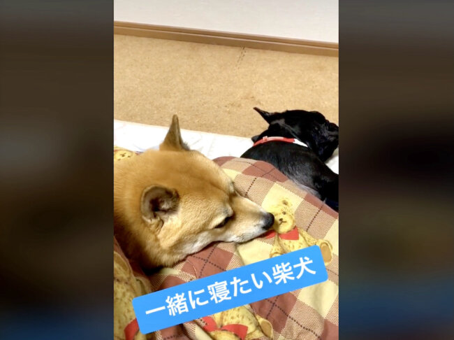 柴犬,動画