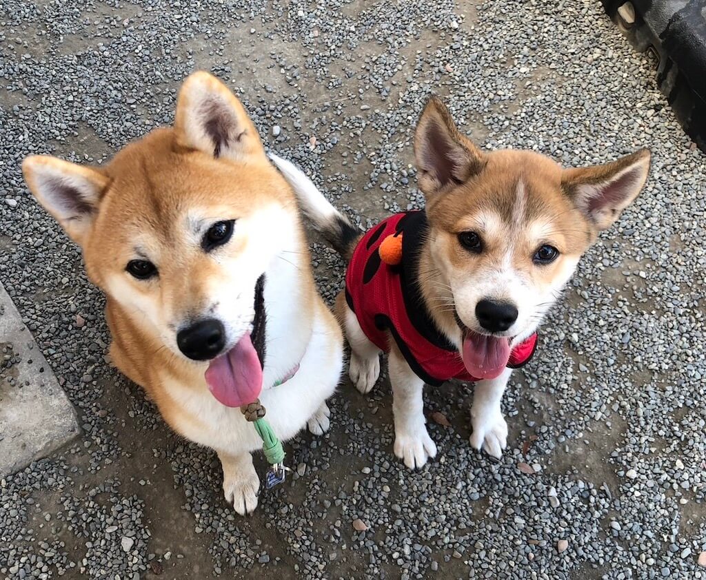 柴犬と柴ミックス