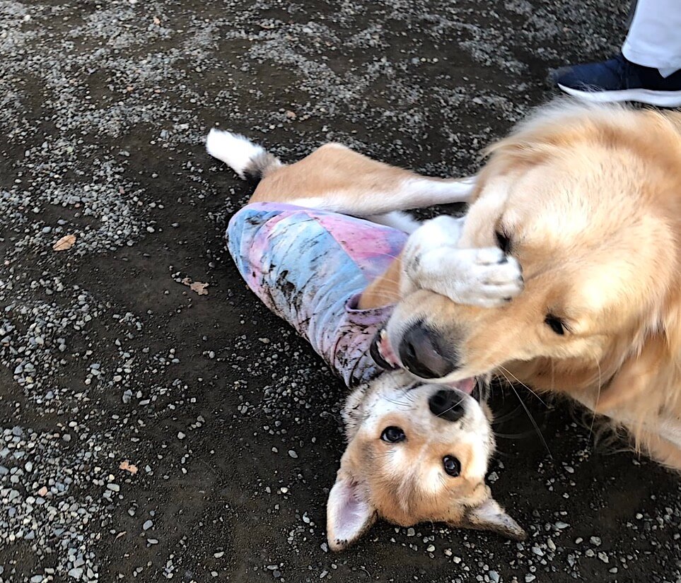 ゴールデンと柴ミックス