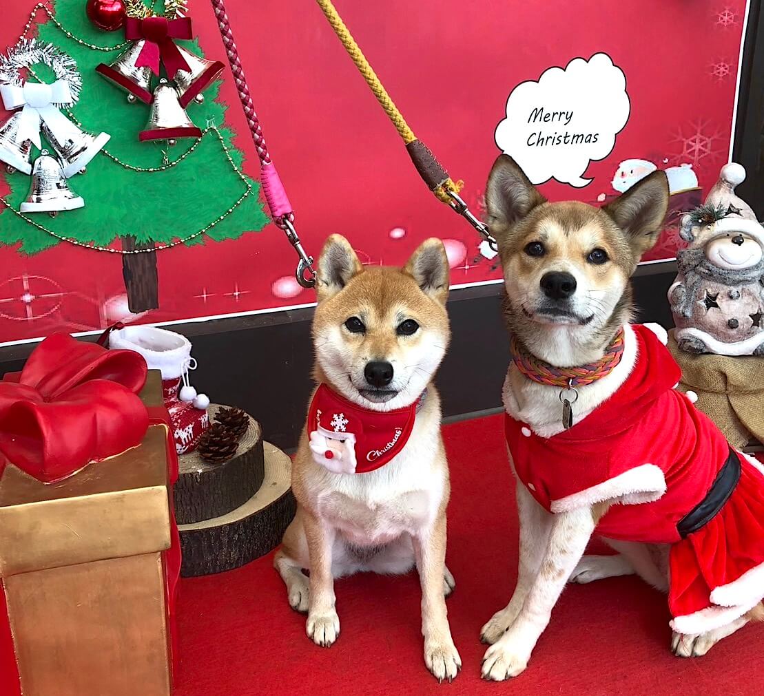 柴犬と柴ミックス