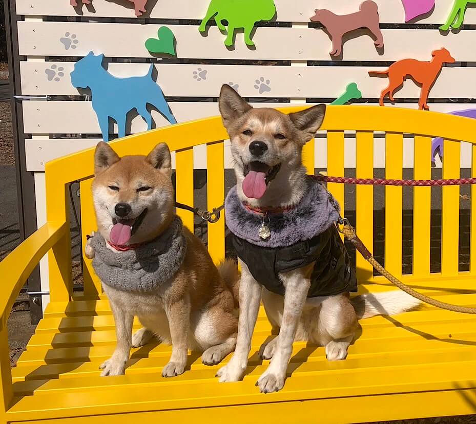 柴犬と柴ミックス