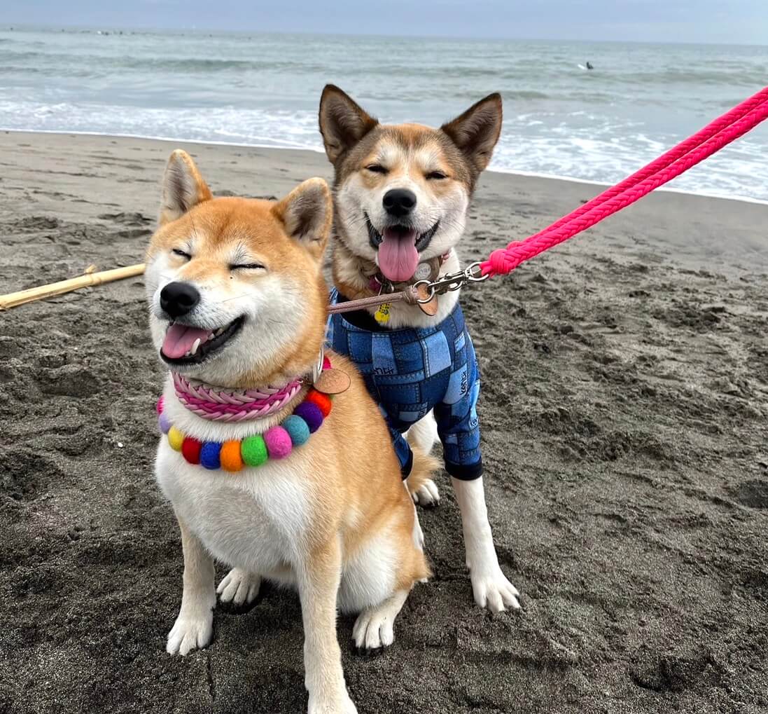 柴犬と柴ミックス