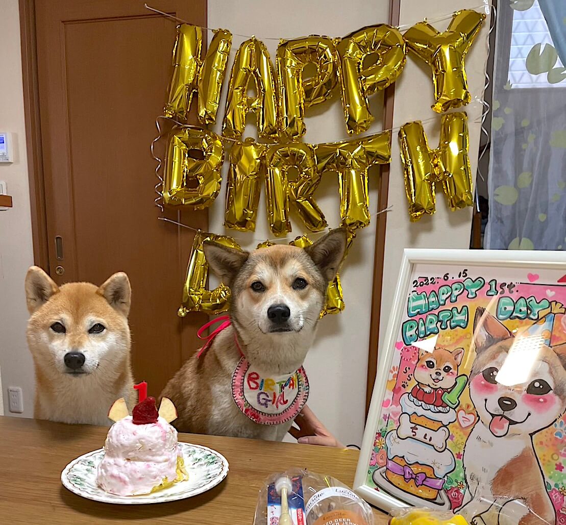 柴犬と柴ミックス