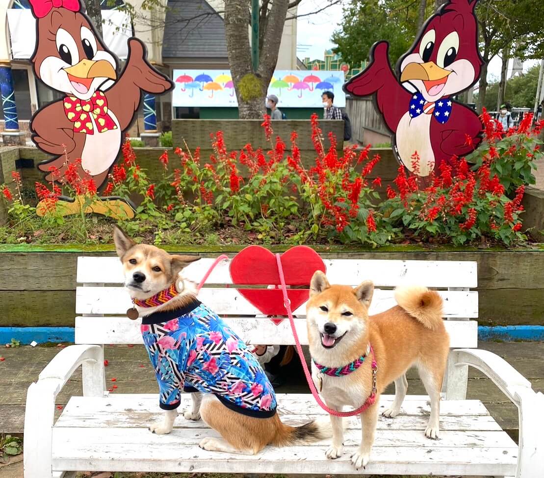 柴犬と柴ミックス