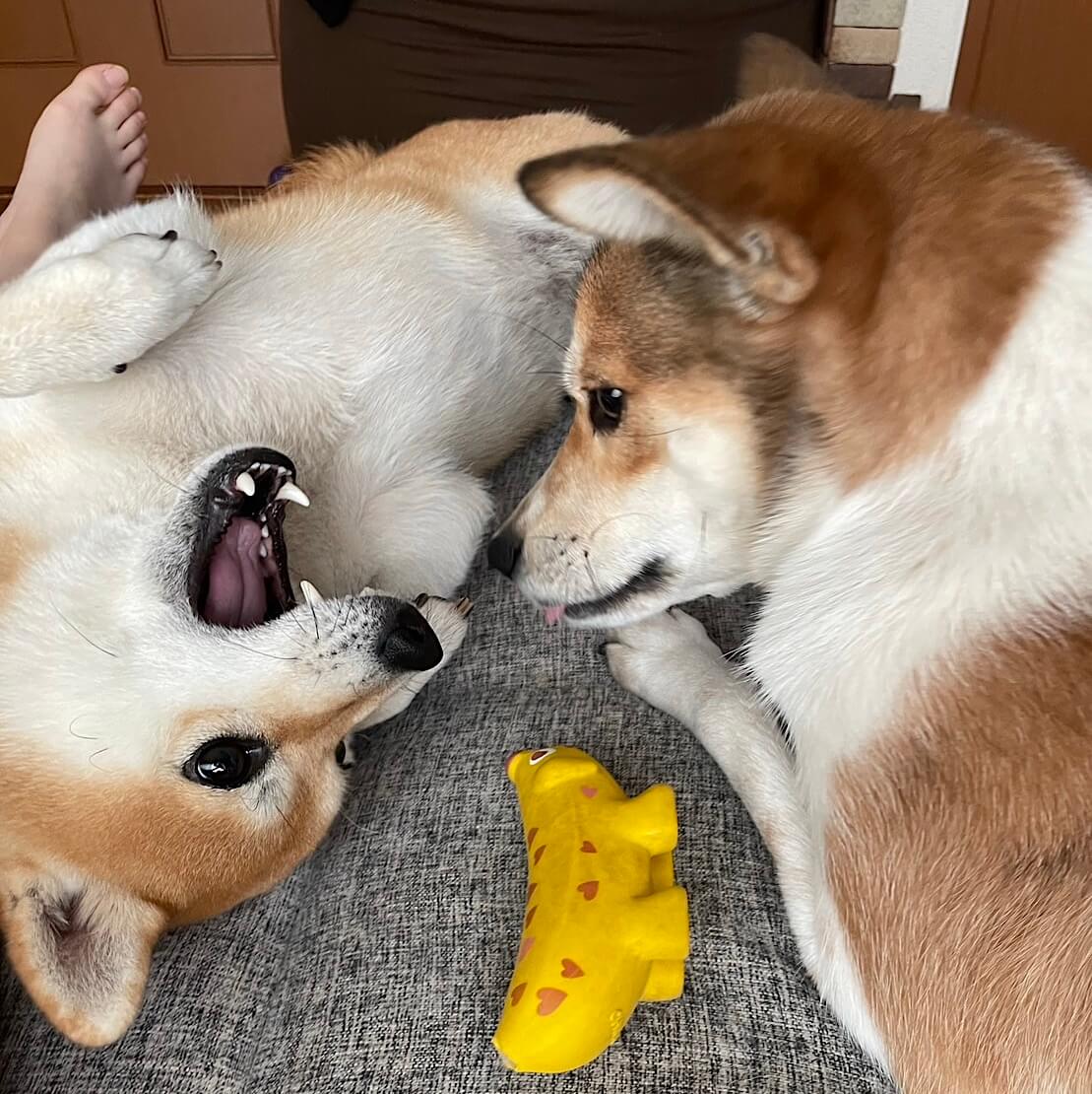 柴犬と柴ミックス