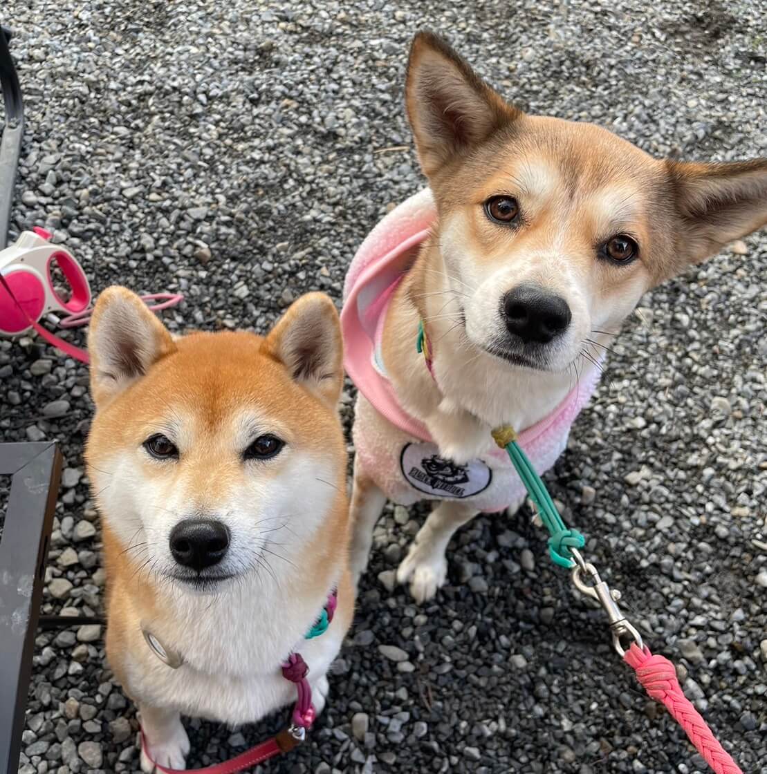 柴犬と柴ミックス