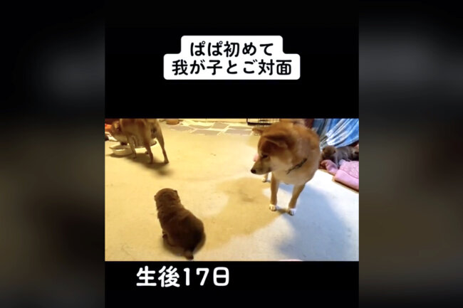 柴犬,動画