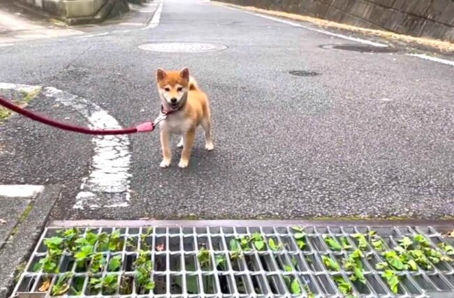 柴犬,動画