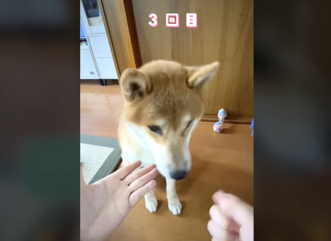 柴犬,動画