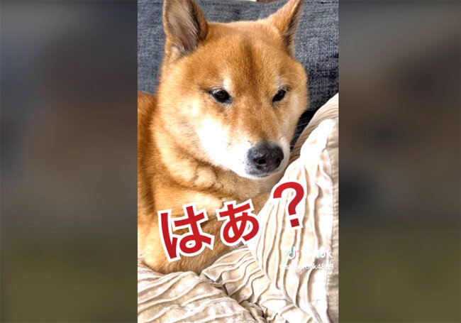 柴犬,動画