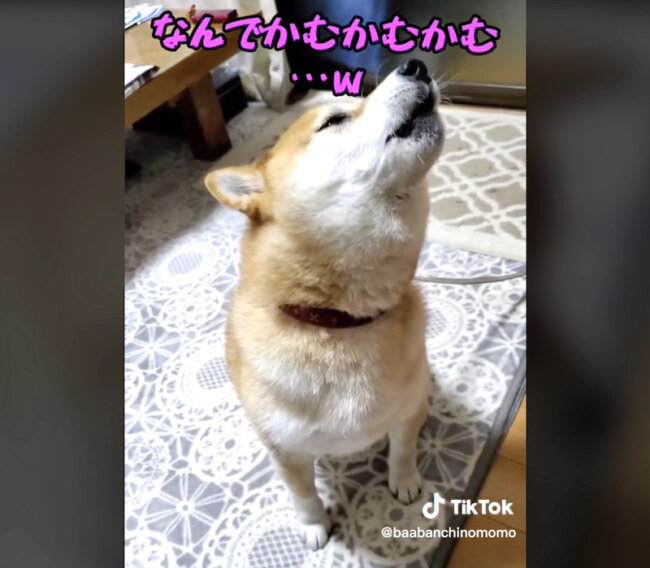 柴犬,動画