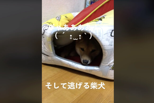 柴犬,動画
