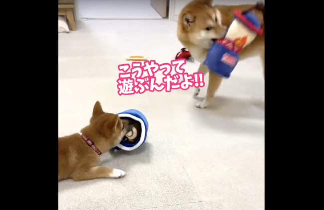 柴犬,YouTube