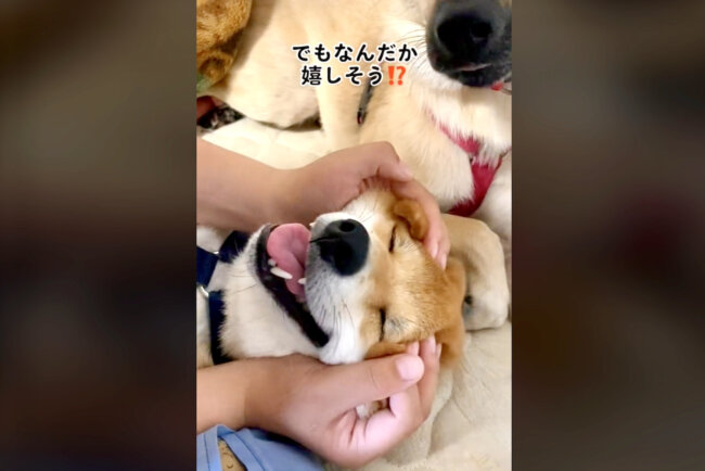 柴犬,動画