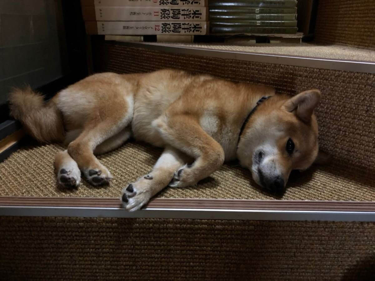 ビルの階段で寝て過ごす柴犬