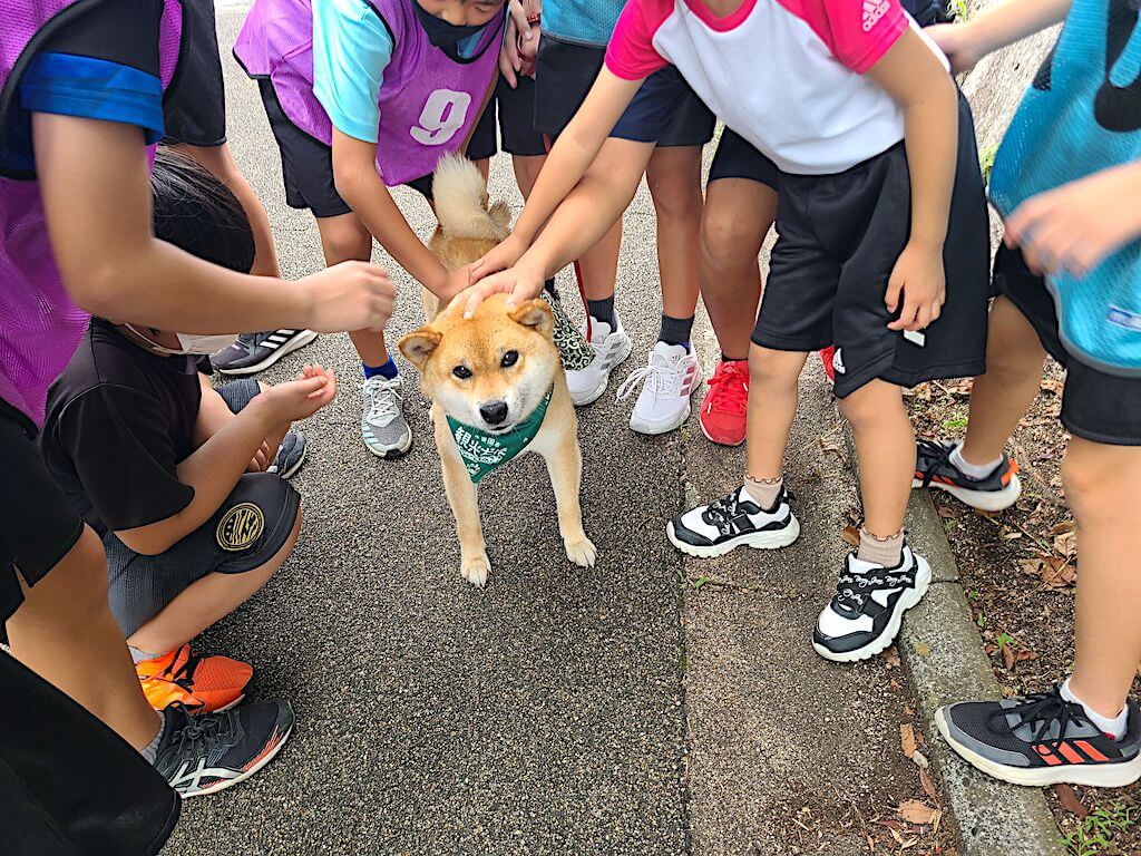 観光大使として子供たちと触れ合う柴犬