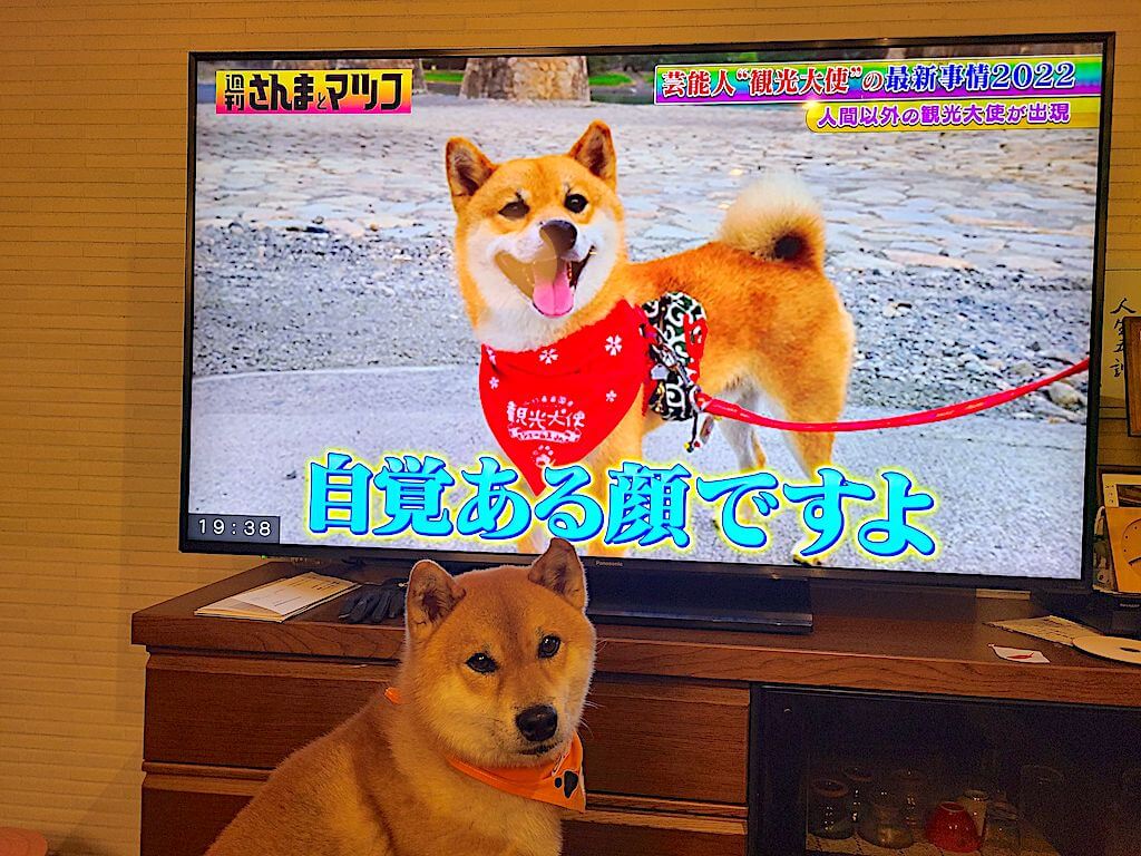 週刊さんまとマツコに紹介される柴犬