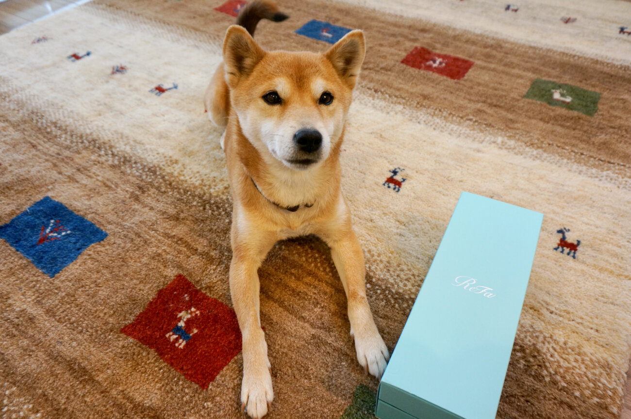 柴犬,シャワーヘッド,リファファインバブルS