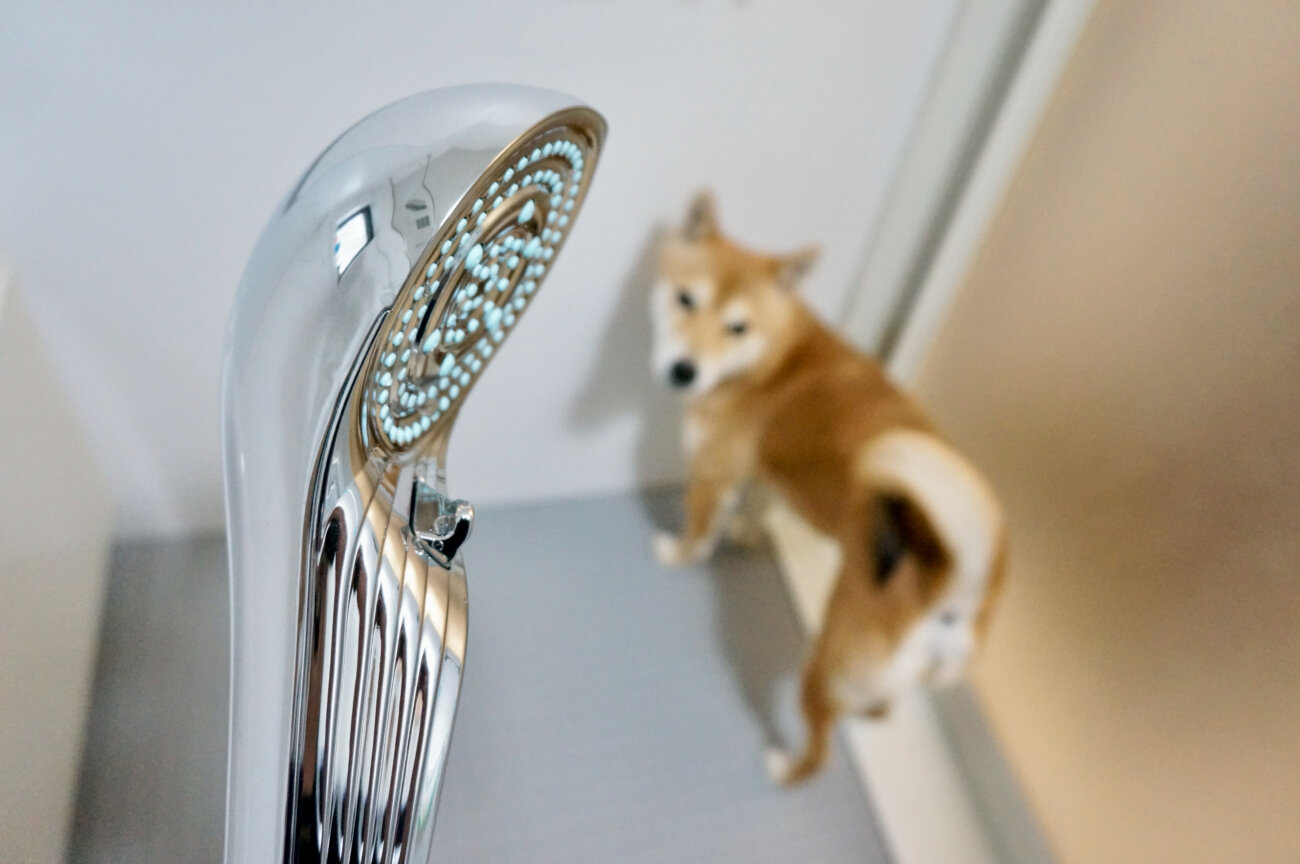 柴犬,シャワーヘッド,リファファインバブルS