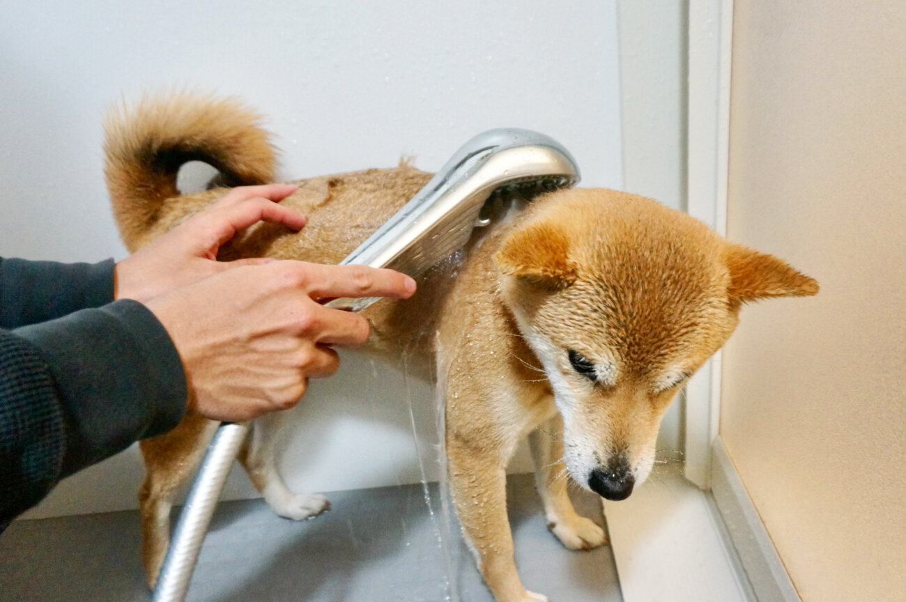 柴犬,シャワーヘッド,リファファインバブルS