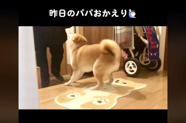 柴犬,動画