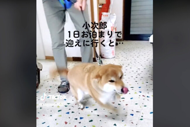 柴犬,動画